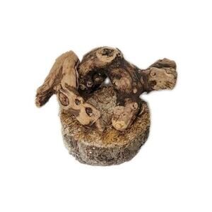 Mac's Creation Reptile Tree Medium Real Wood On Wooden Base 6x6 Inches